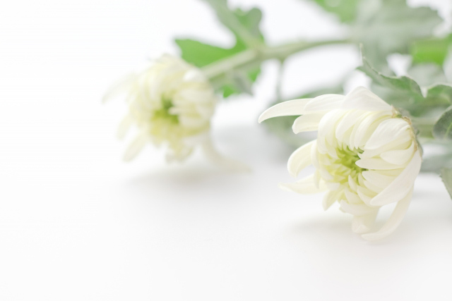 『密葬』についてのご説明を公開しました。